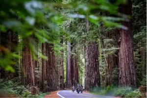 adventure-bikes-riding-through-redwoods