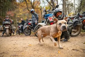 jocelin-snow-adventure-dog-chattahoochee